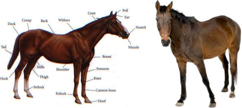 Horse diagram