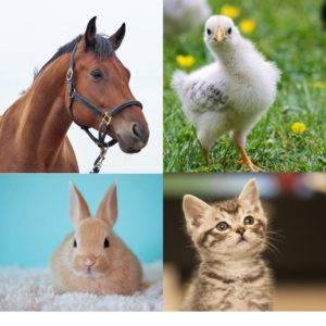 Click on this collage of pictures of a horse, a baby chick, a rabbit, and a kitten to learn about 4-H clubs focusing on animals, including the horse club, the vet science club, and also to learn about 4-H activities involving animals, such as Chick Chain.