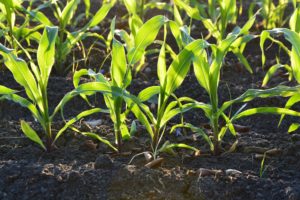 Soil in a field or garden with some sort of row crop beginning to grow from it.