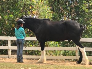 Girl with horse