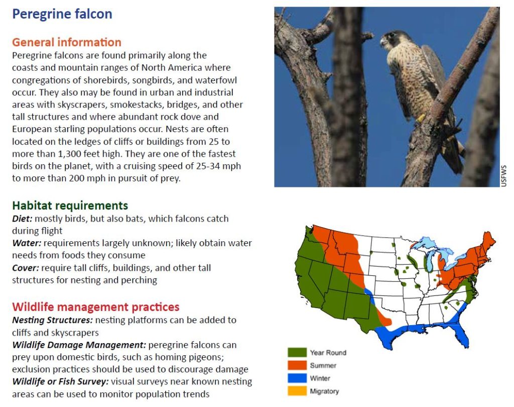 Image of a page from the WHEP (wildlife habitat education program) manual, giving information about peregrine falcons, as an example of the material students will be studying to prepare for the 4-H wildlife judging contest.