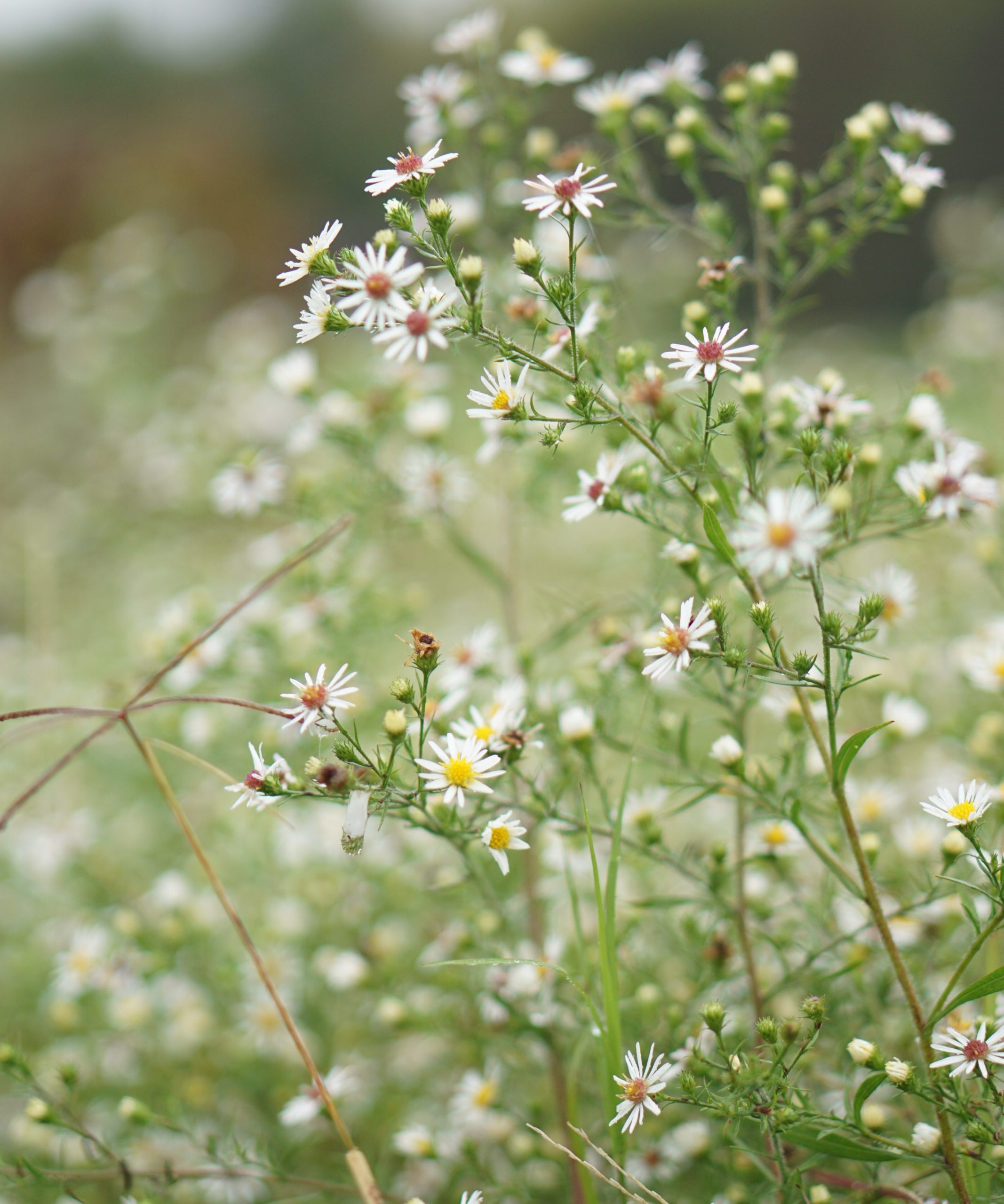 Beekeeping Resources | Hamilton County