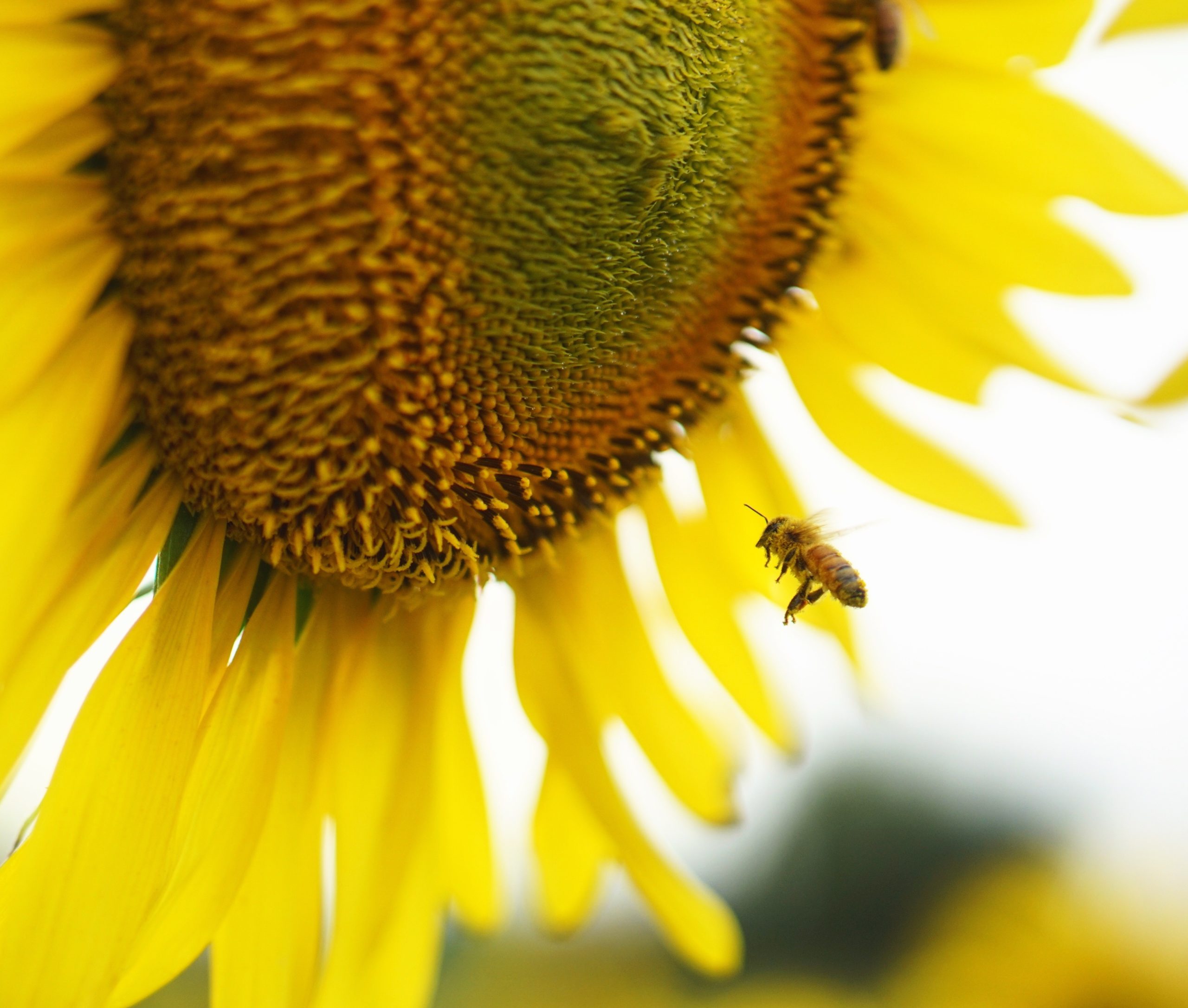 Beekeeping visual data 5