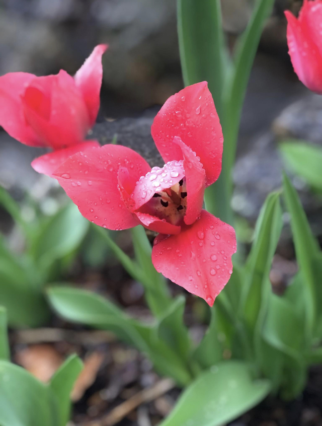 photo of tulip