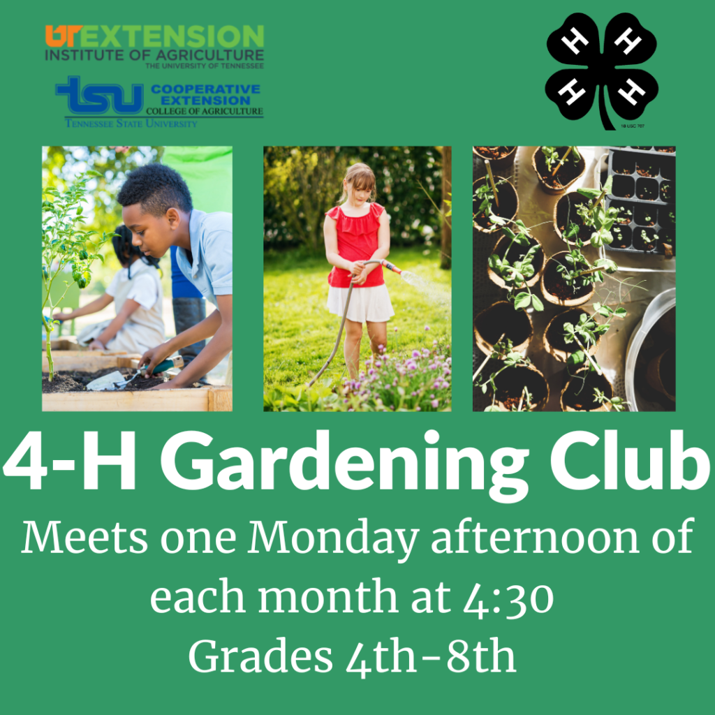 4-H Gardening Club meets one Monday afternoon of each month at 4:30 p.m. Grades 4th through 8th.