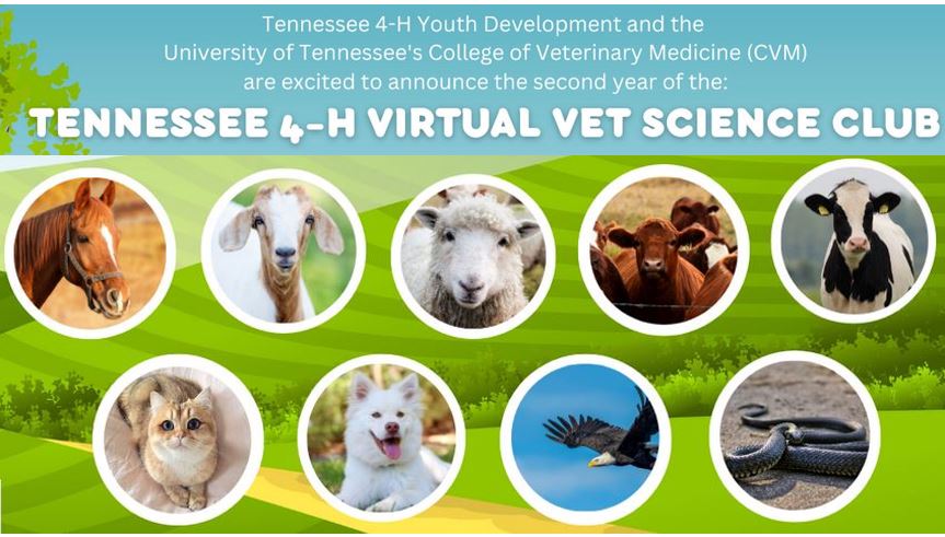 Tennessee 4-H Virtual Vet Science Club: Tennessee 4-H youth development and the University of Tennessee's College of Veterinary Medicine (CVM) are excited to announce the second year of the Tennessee 4-H virtual vet science club.