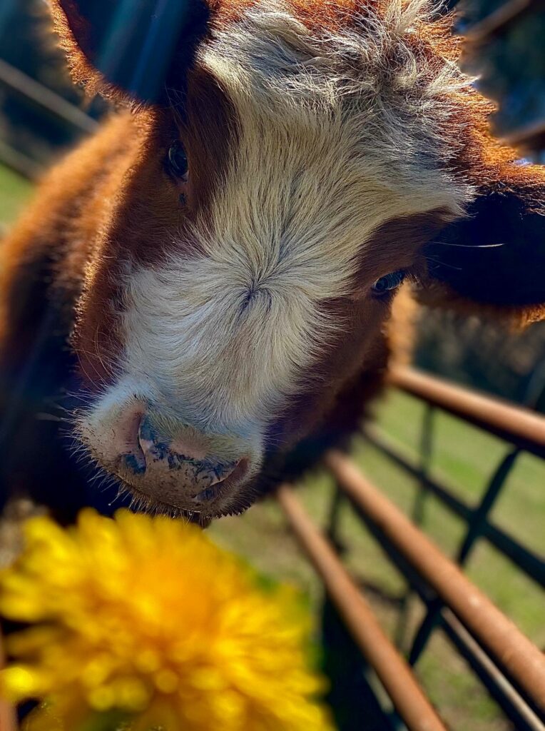 Photo of a cow